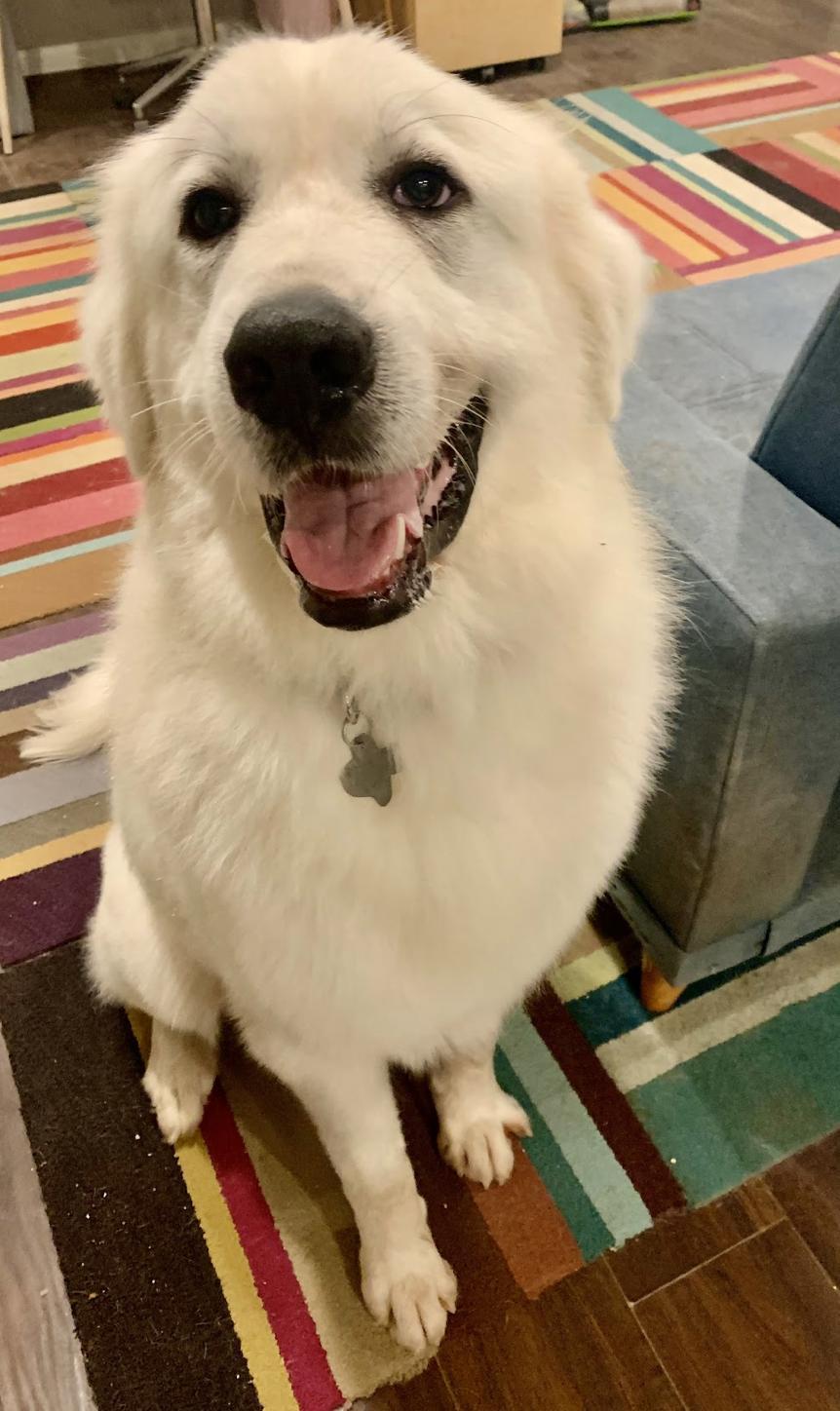 Rajah (Everest), Adopted, Adult Male Great Pyrenees.