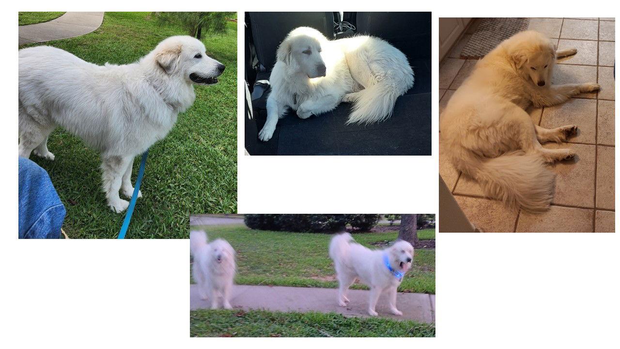Enlarge Rajah (Everest), a Adopted Great Pyrenees in Houston, TX image 2/3