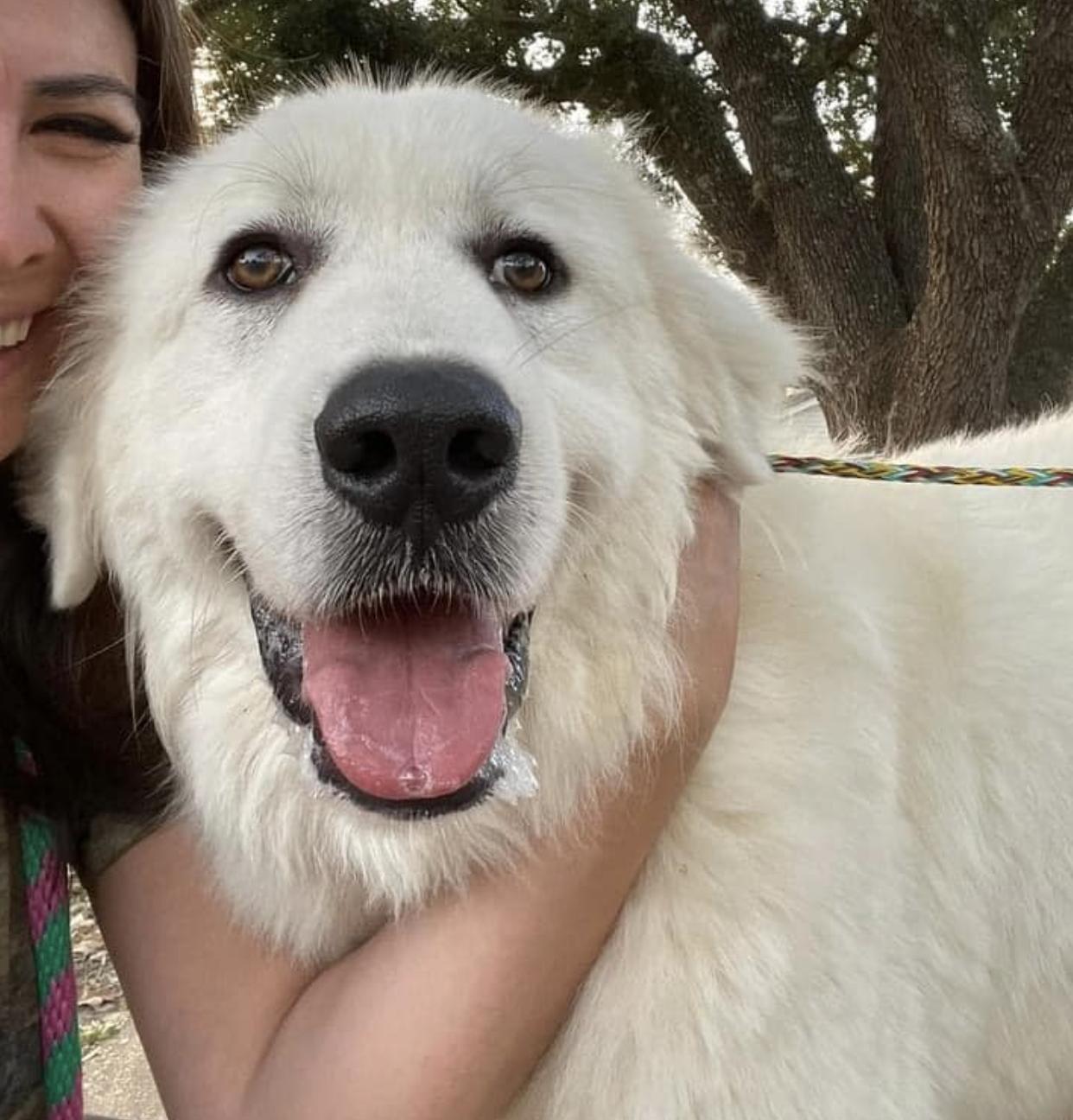 Enlarge Rajah (Everest), a Adopted Great Pyrenees in Houston, TX image 3/3