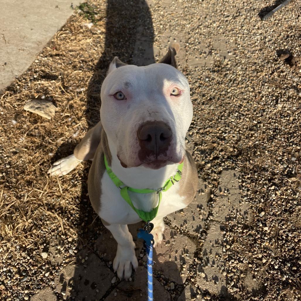 Atlas, Adoptable, Young Male Terrier.
