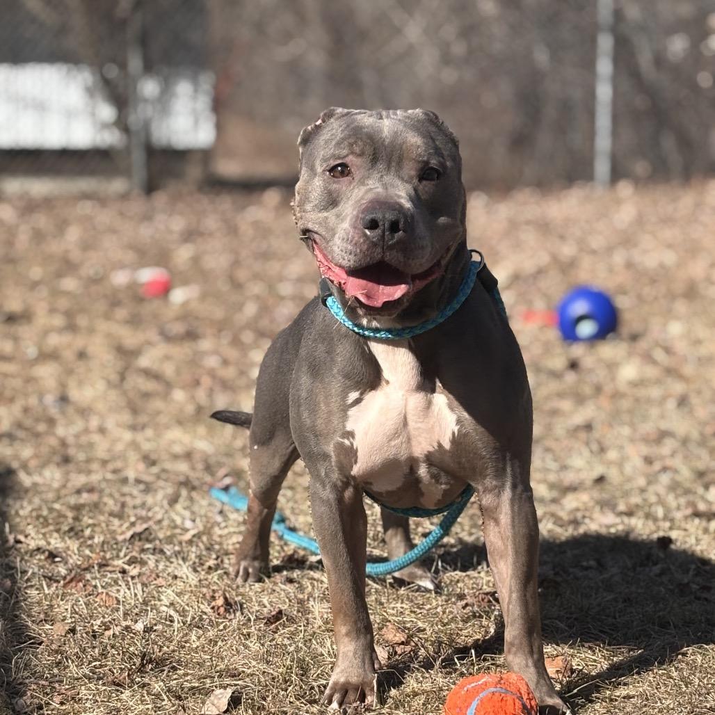 Enlarge Flora, a Adoptable Pit Bull Terrier in Standish, MI image 1/4