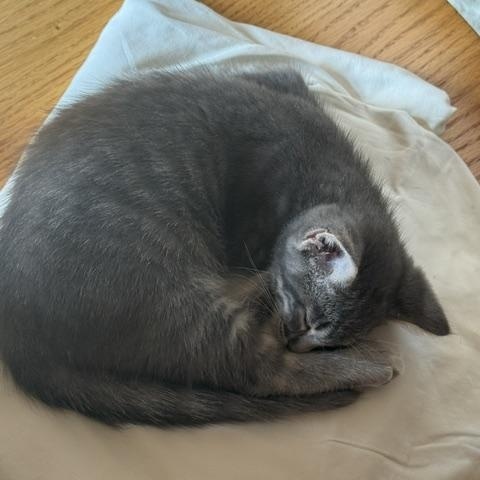 Enlarge Gordy, a Adoptable Domestic Short Hair in Farmington, MN image 3/3