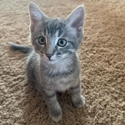 Gordy, Adoptable, Kitten Male Domestic Short Hair.
