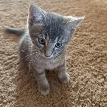 Enlarge Gordy, a Adoptable Domestic Short Hair in Farmington, MN image 2/3