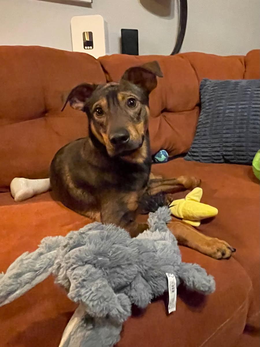 Hank photo
