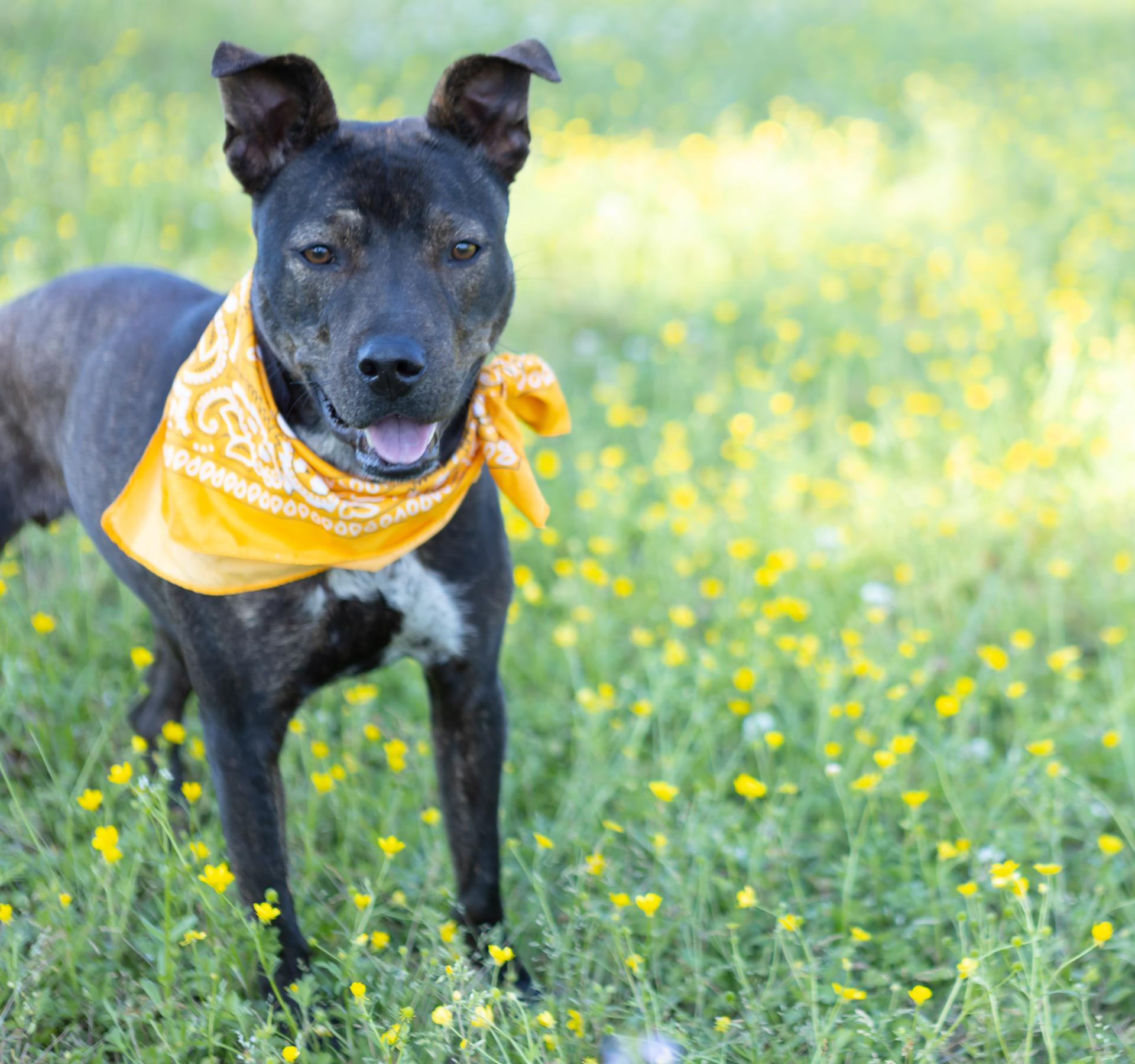 Enlarge Honey, a ADOPTABLE mixed breed in Zachary, LA image 3/6
