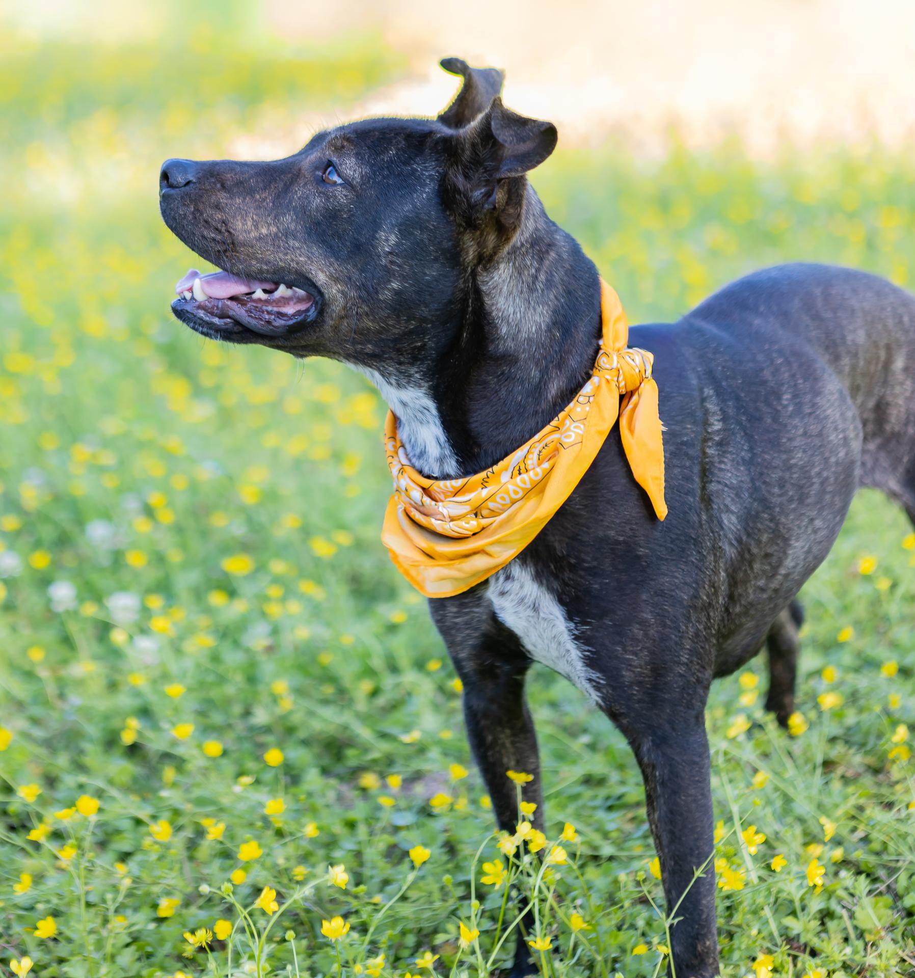 Enlarge Honey, a ADOPTABLE mixed breed in Zachary, LA image 4/6