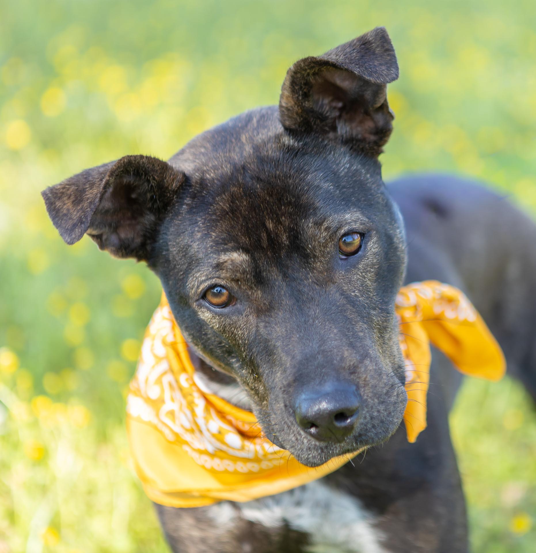 Enlarge Honey, a ADOPTABLE mixed breed in Zachary, LA image 5/6