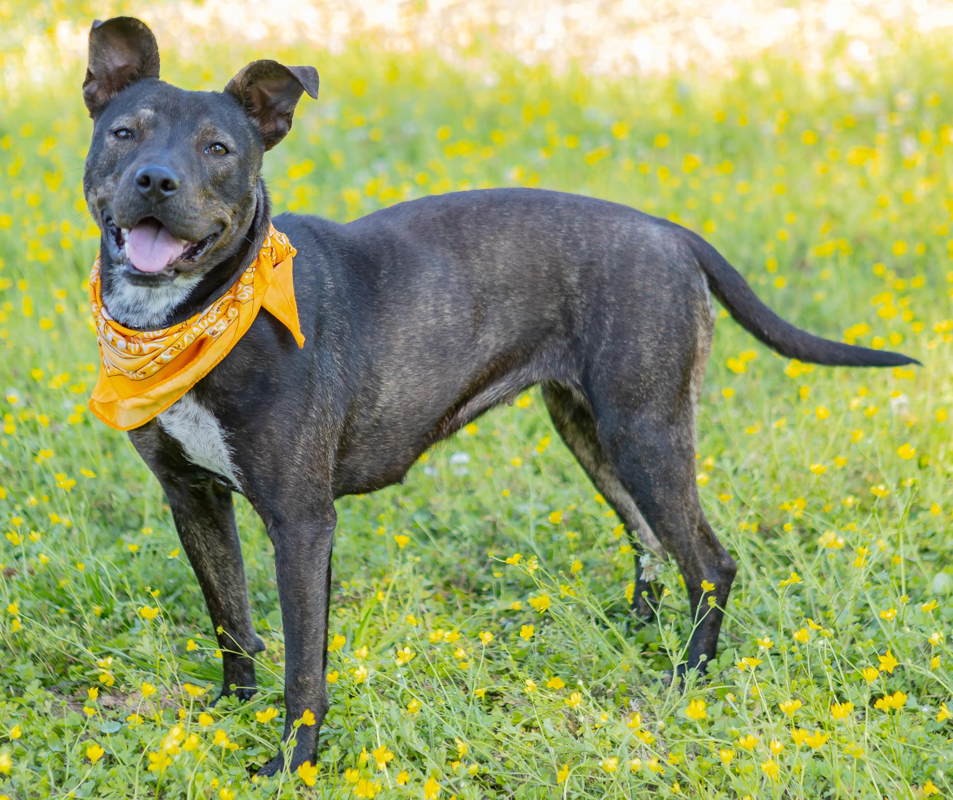 Enlarge Honey, a ADOPTABLE mixed breed in Zachary, LA image 1/6