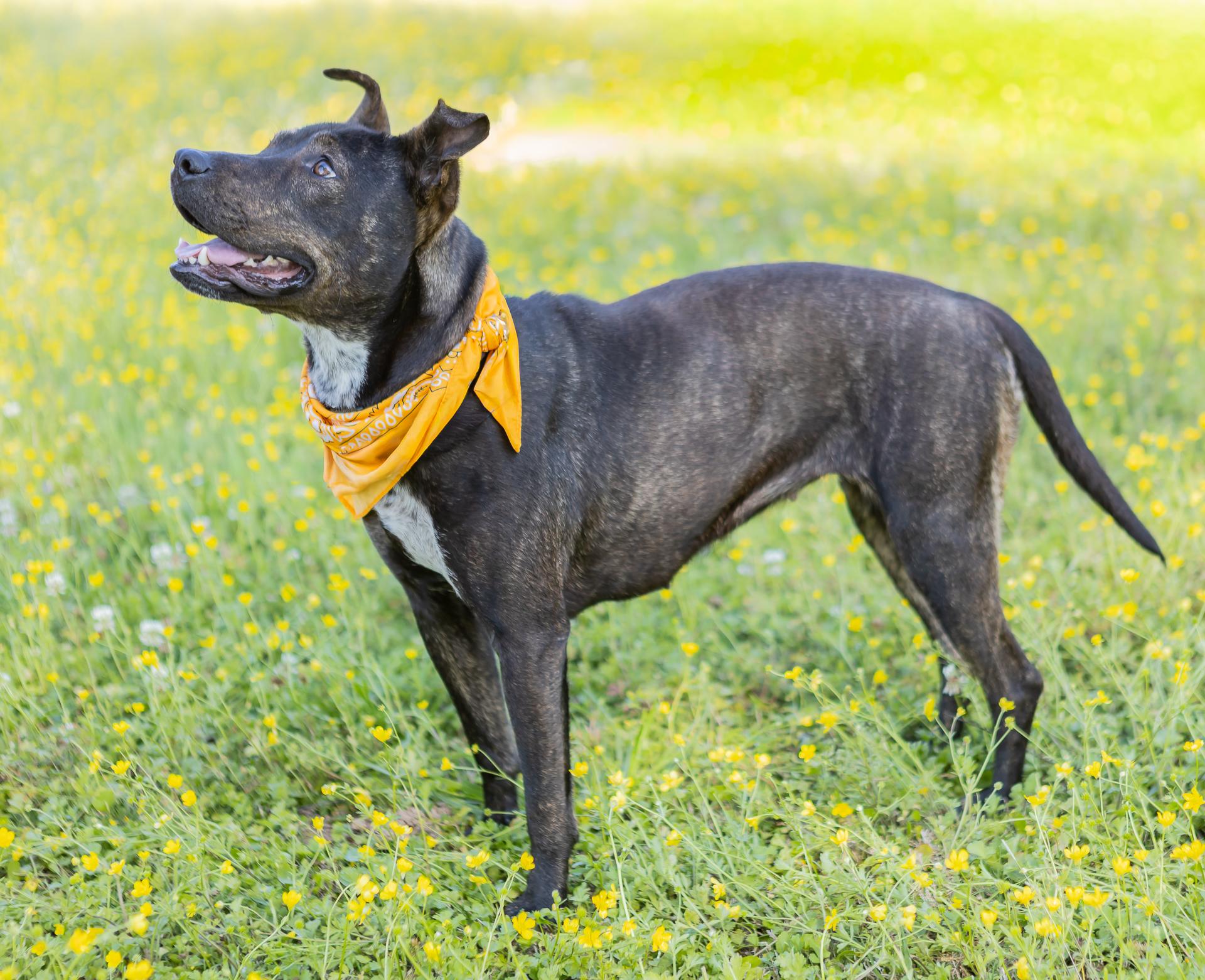 Enlarge Honey, a ADOPTABLE mixed breed in Zachary, LA image 6/6