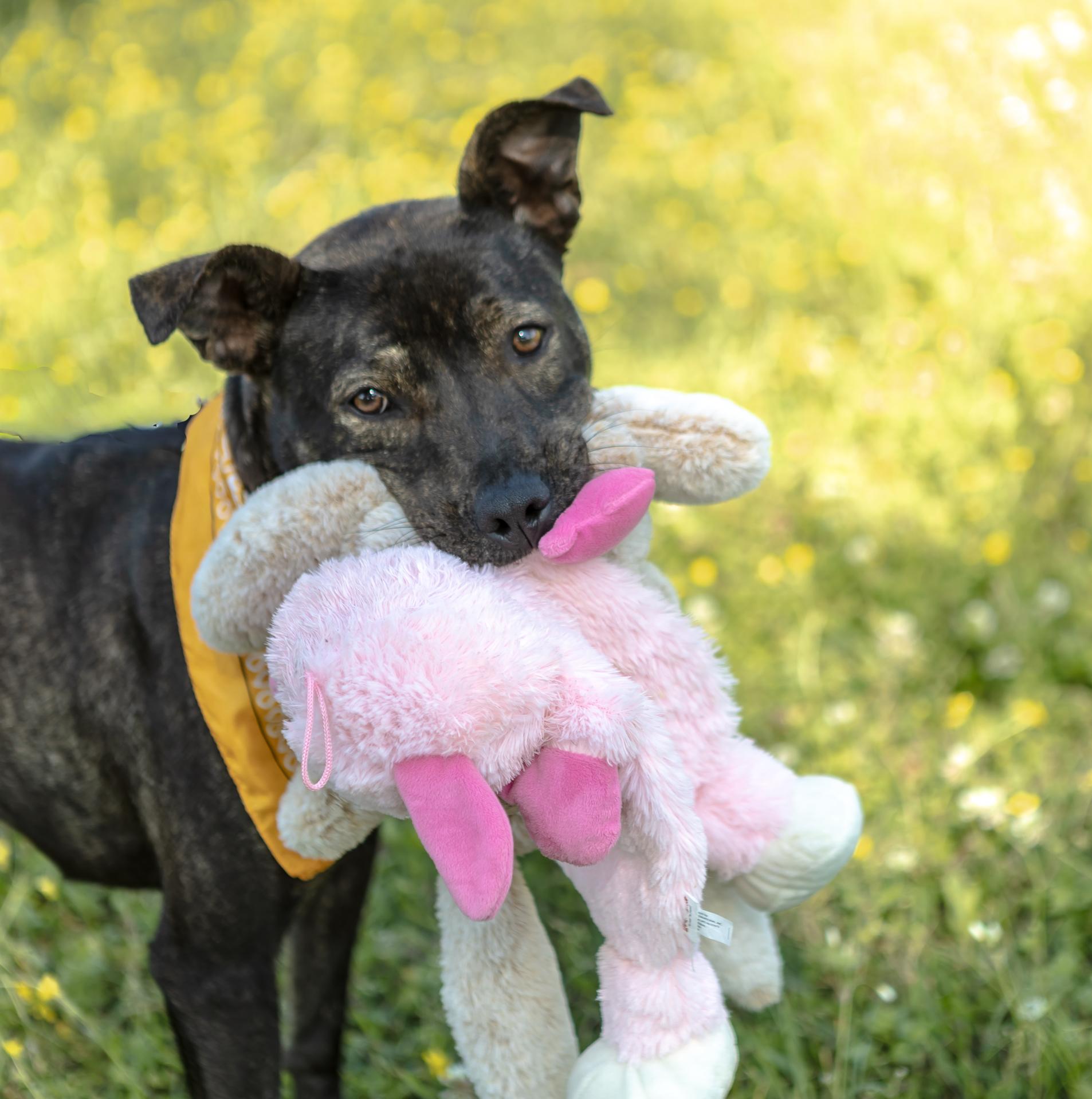 Honeybun, Adoptable, Adult Female American Staffordshire Terrier & Boxer.