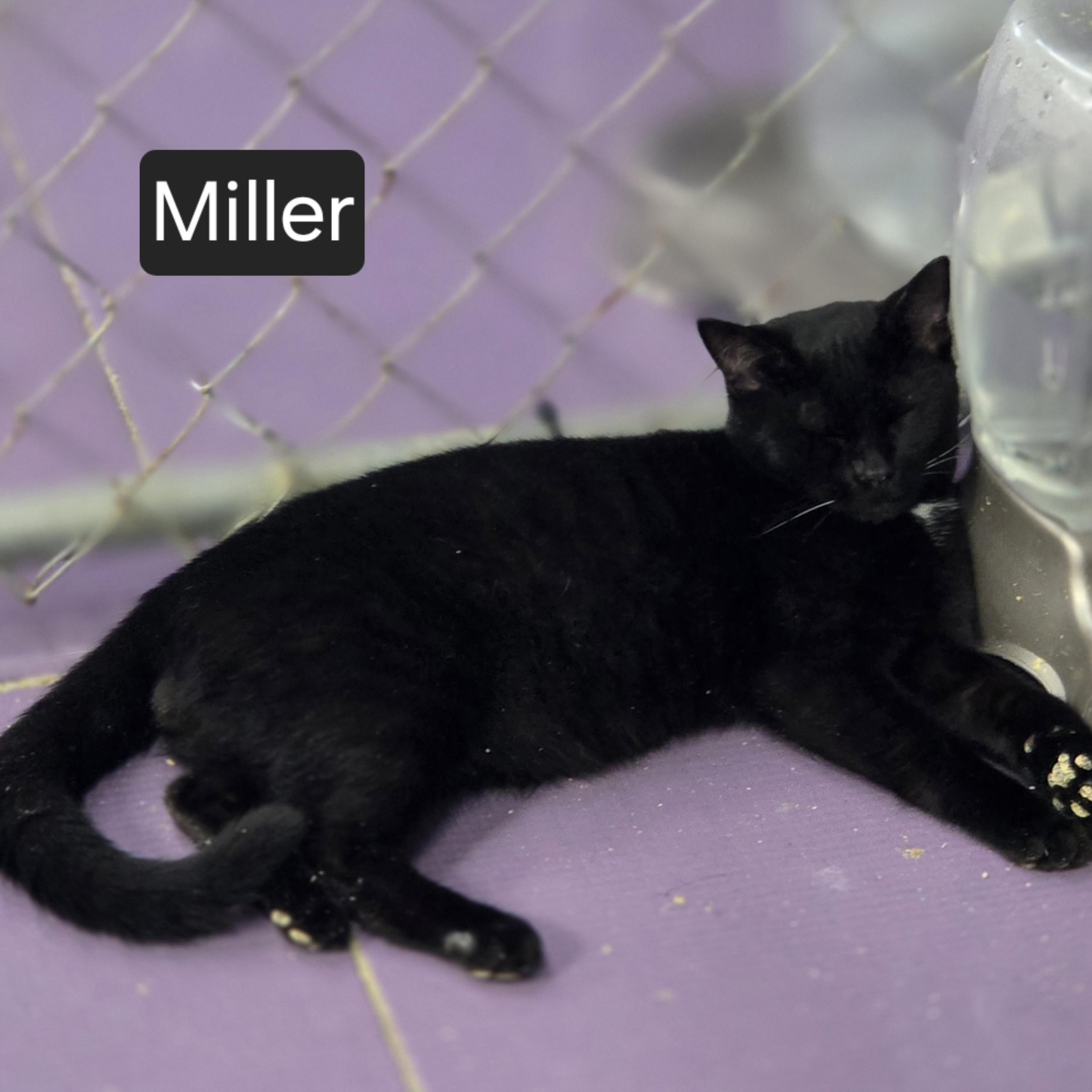 Miller, Adoptable, Young Male Domestic Short Hair.