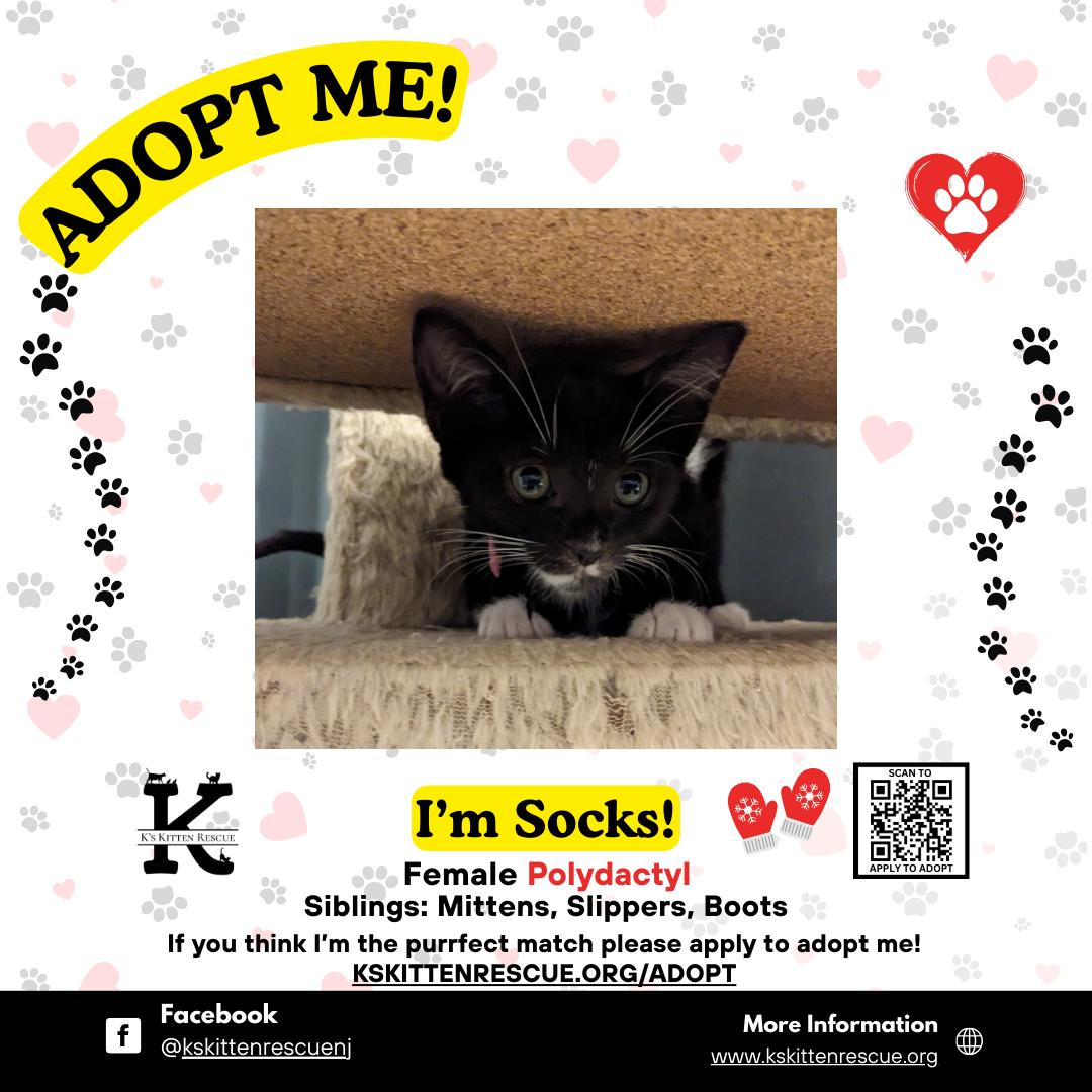 Enlarge Socks, a Adoptable Domestic Short Hair in Brick, NJ image 1/1