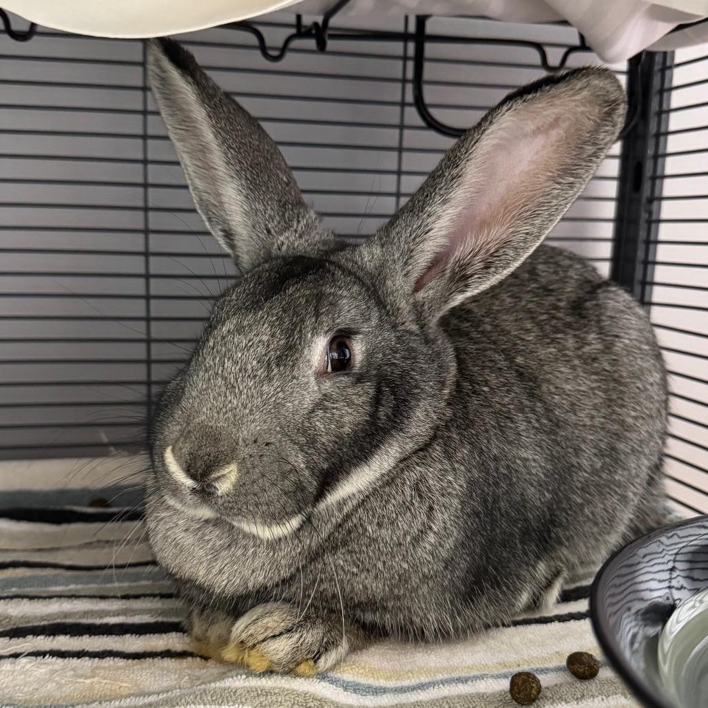 Spheal, Adoptable, Young Female Bunny Rabbit.