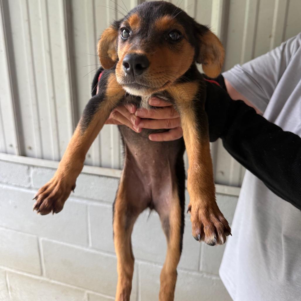 Shirley 071302A, Adoptable, Puppy Female Feist & Mixed Breed.