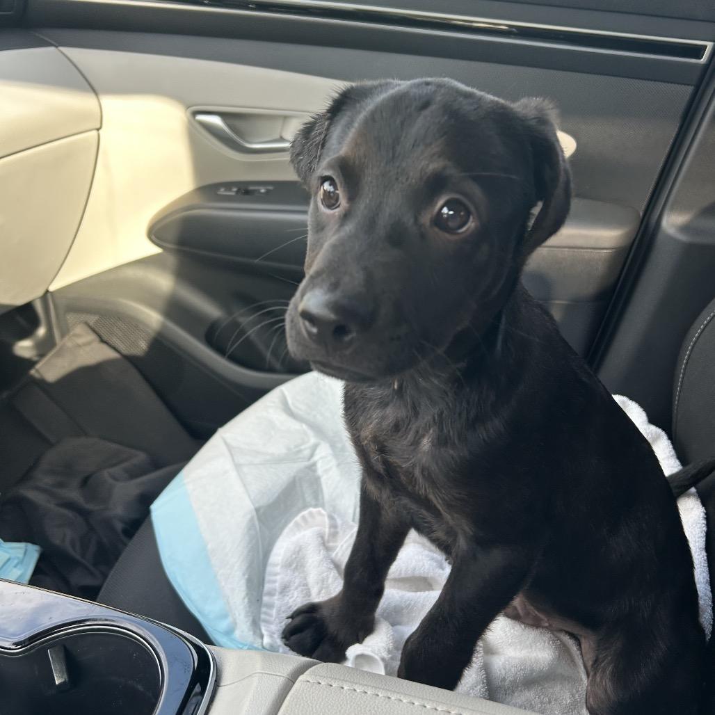 Enlarge Logan, a Adoptable mixed breed in Jarrettsville, MD image 2/6