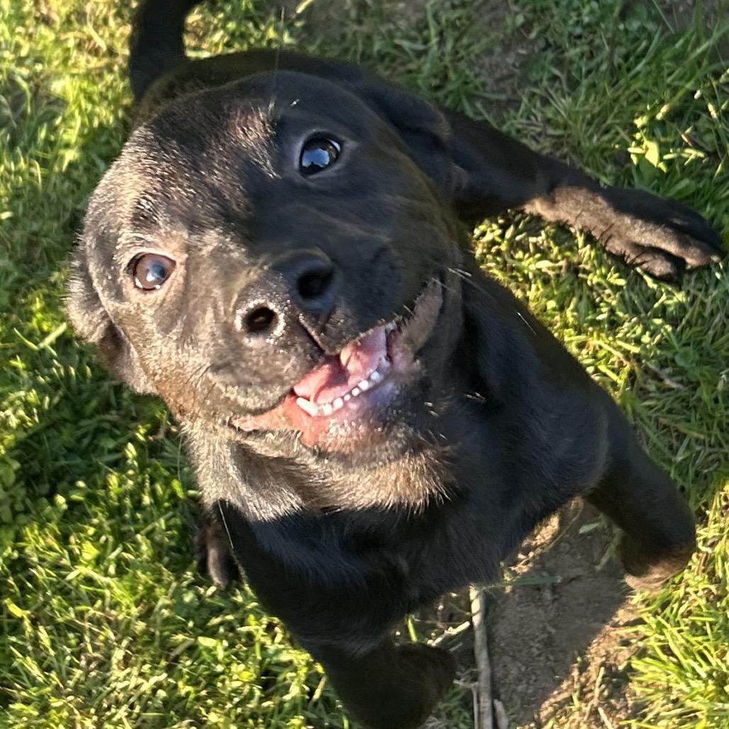 Enlarge Logan, a Adoptable mixed breed in Jarrettsville, MD image 3/6