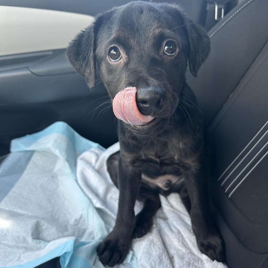 Enlarge Logan, a Adoptable mixed breed in Jarrettsville, MD image 4/6