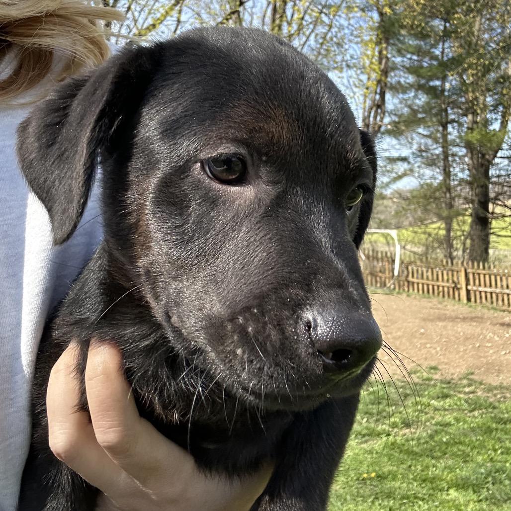 Enlarge Logan, a Adoptable mixed breed in Jarrettsville, MD image 5/6