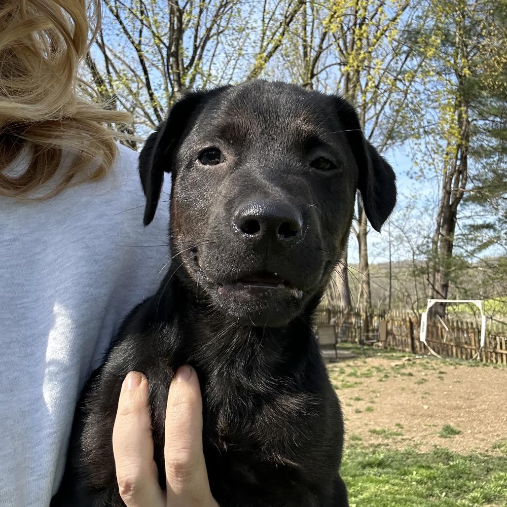 Enlarge Logan, a Adoptable mixed breed in Jarrettsville, MD image 6/6