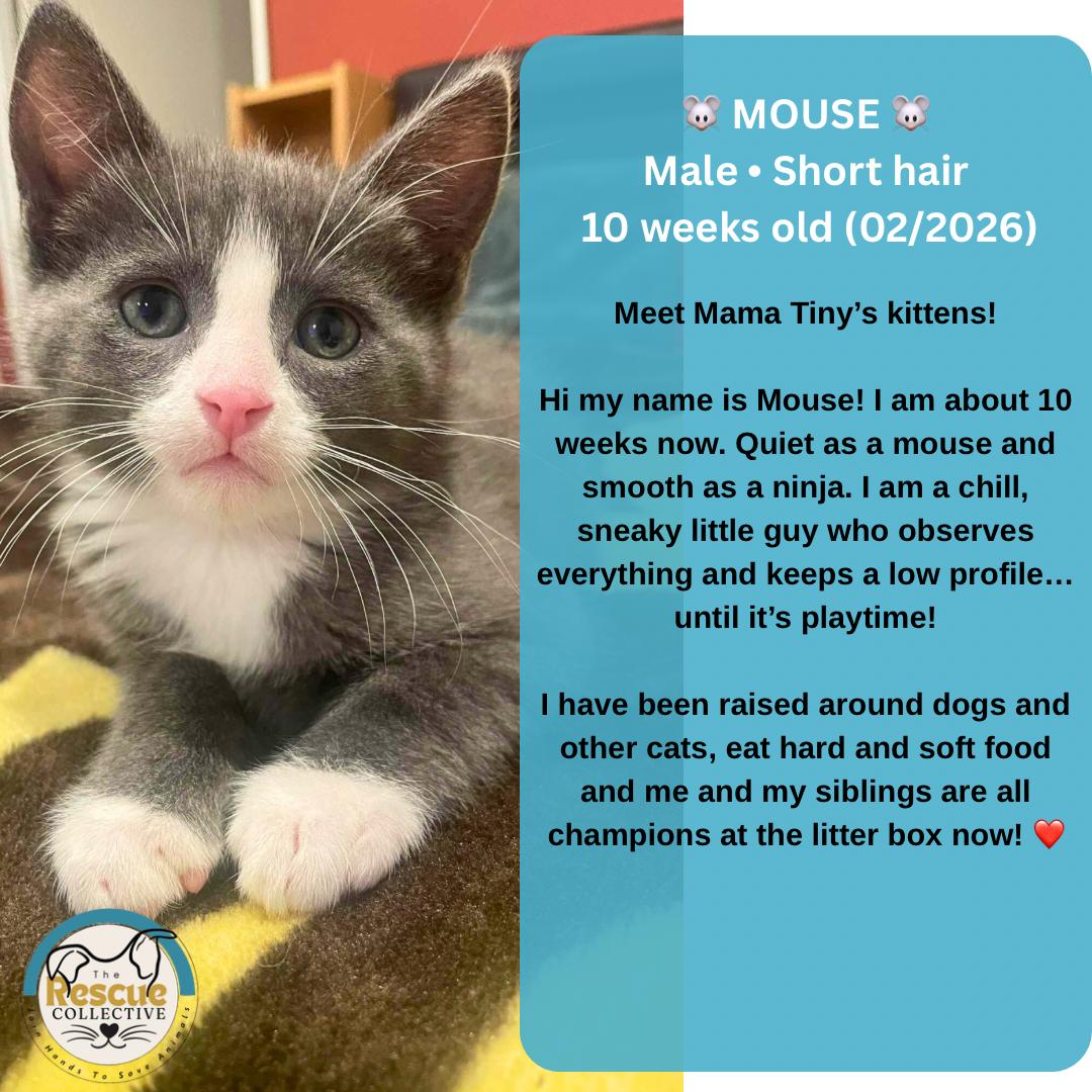 Enlarge Mouse, an adopted Domestic Short Hair in Clive, AB image 1/1