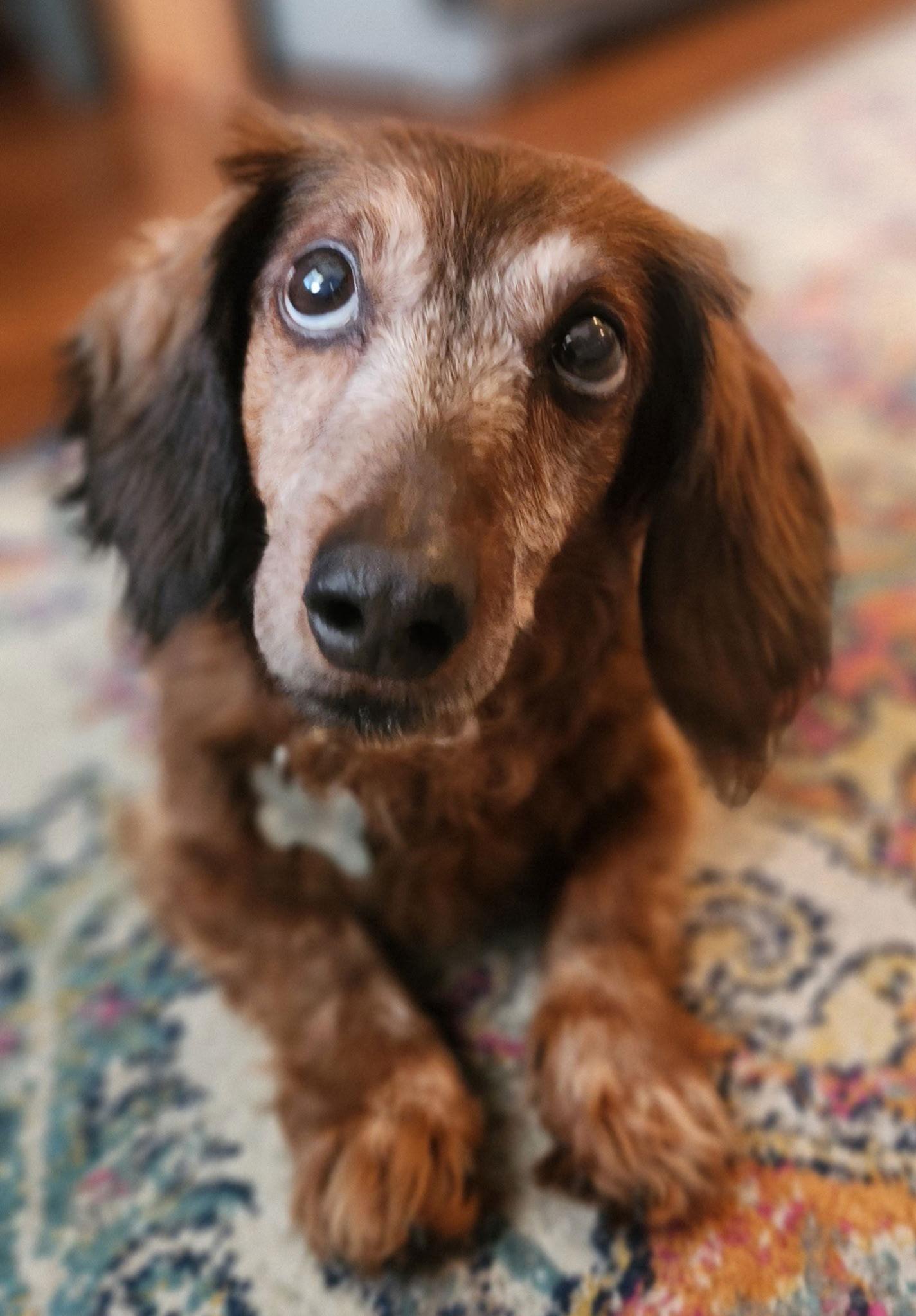 Uku, Adoptable, Senior Male Dachshund.