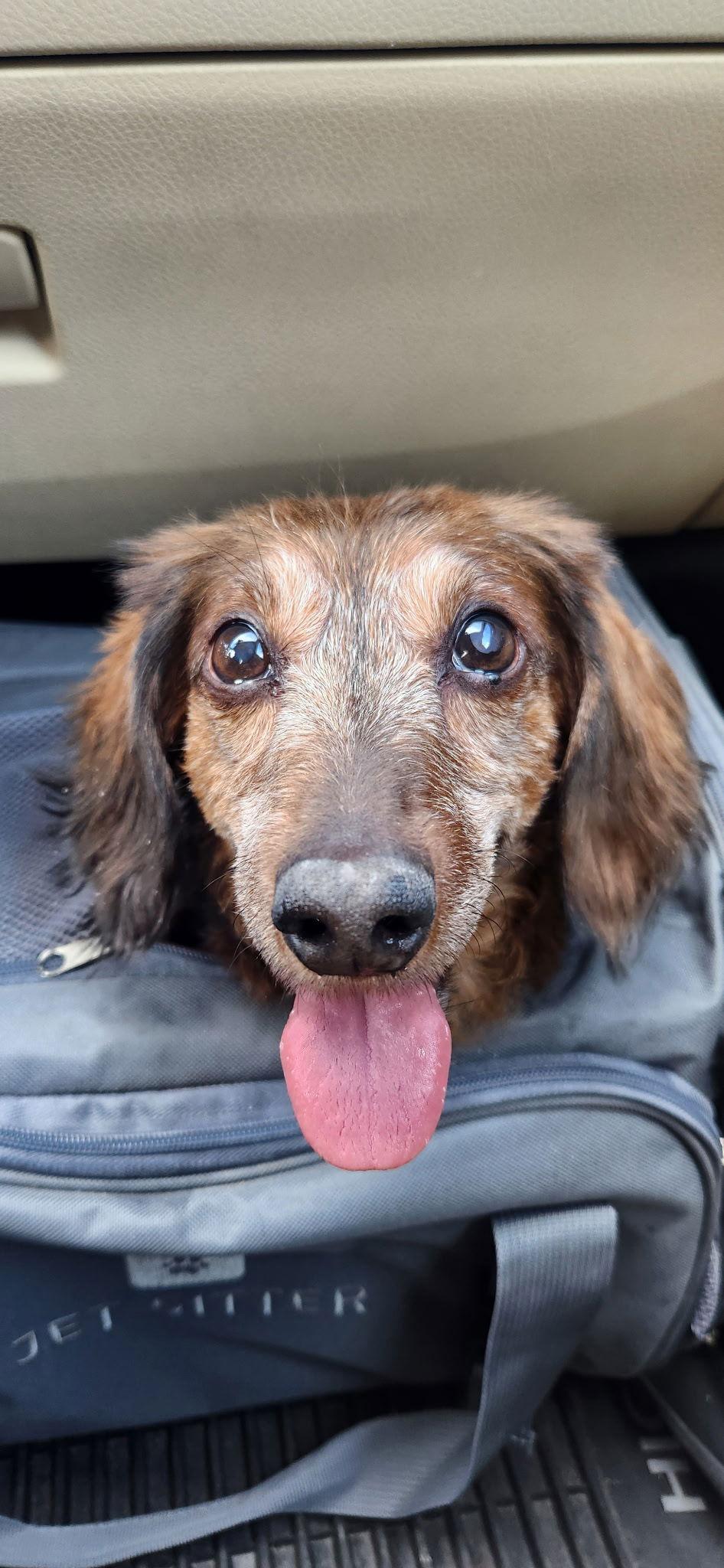 Uku, a Adoptable Dachshund in Hendersonville, NC image 2/3
