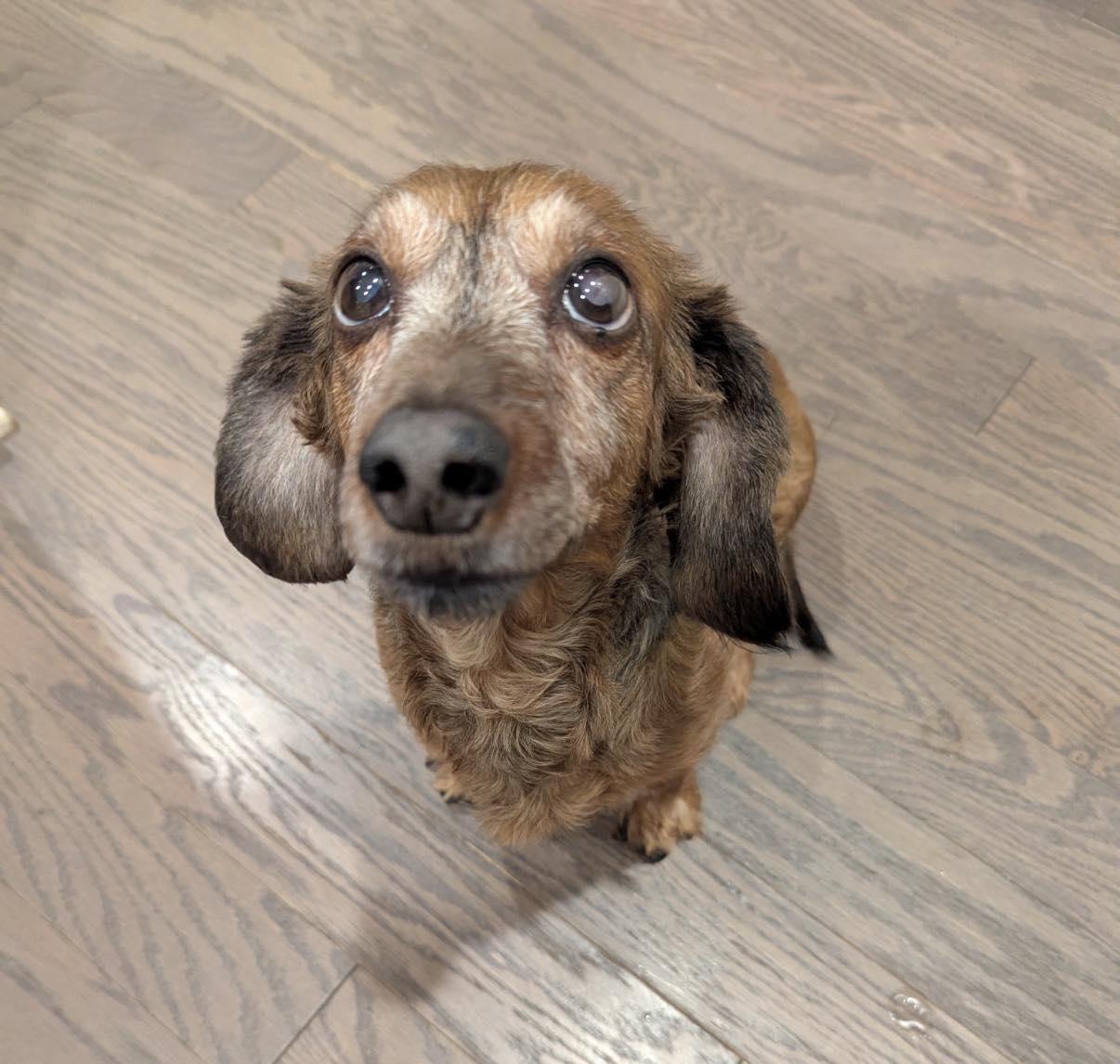 Uku, a Adoptable Dachshund in Hendersonville, NC image 3/3
