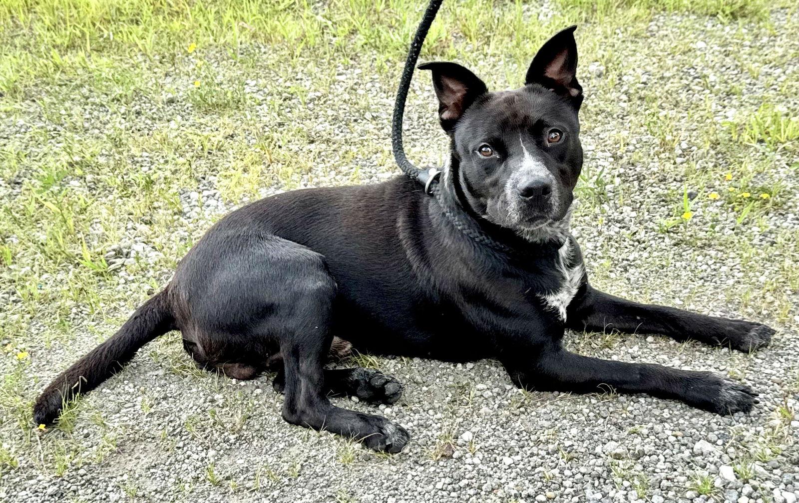 Enlarge Louie (courtesy post), a Adoptable Cattle Dog in Pittsburgh, PA image 2/3