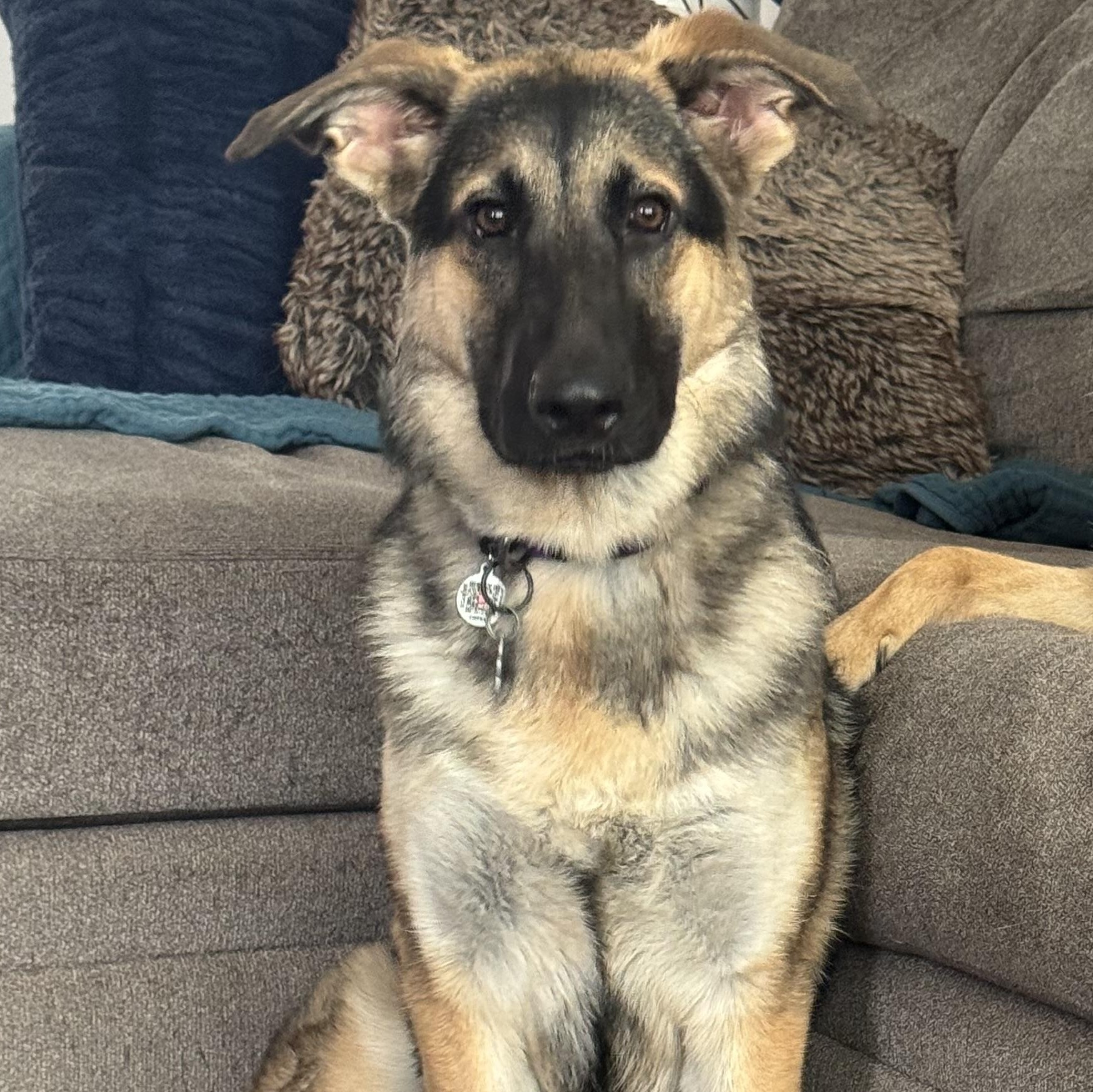 Enlarge Maya, a ADOPTABLE mixed breed in West hurley, NY image 1/3