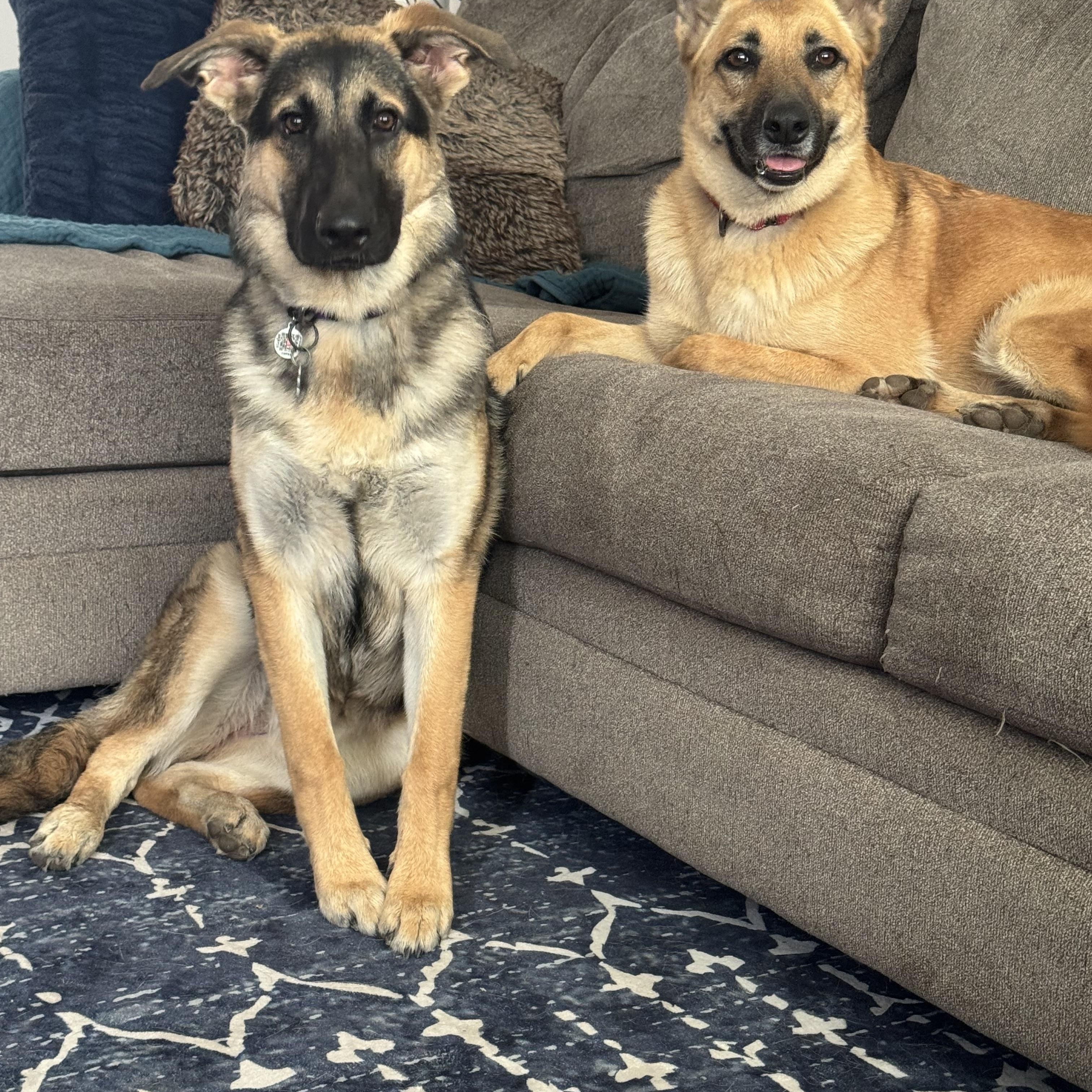 Enlarge Maya, a ADOPTABLE mixed breed in West hurley, NY image 2/3