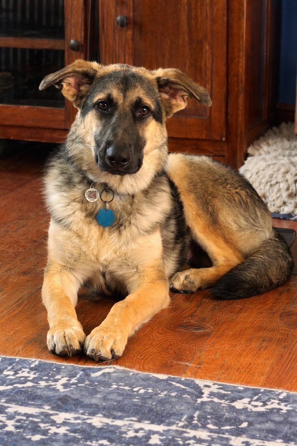 Enlarge Maya, a ADOPTABLE mixed breed in West hurley, NY image 3/3