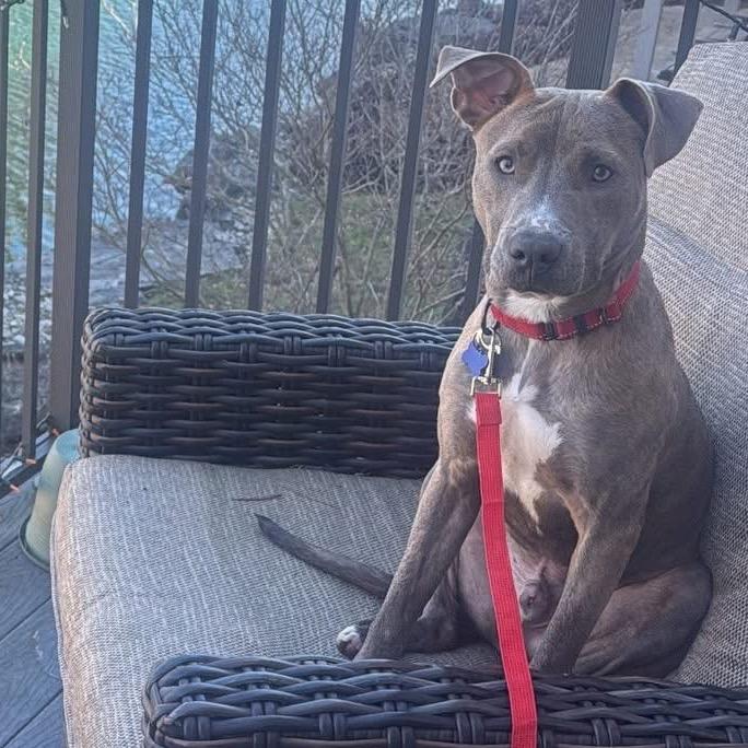 Spruce, Adoptable, Adult Male Mixed Breed.