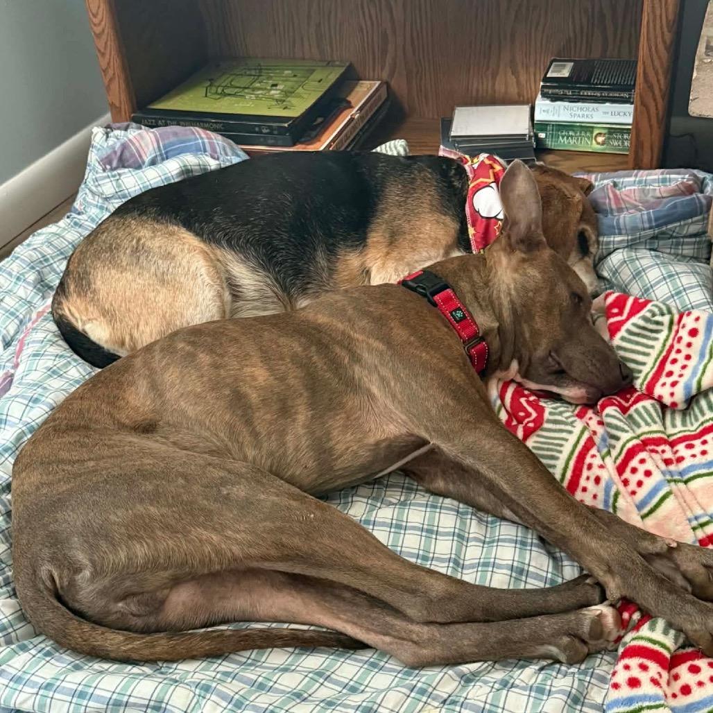 Spruce, a Adoptable Mixed Breed in Batavia, OH image 2/3