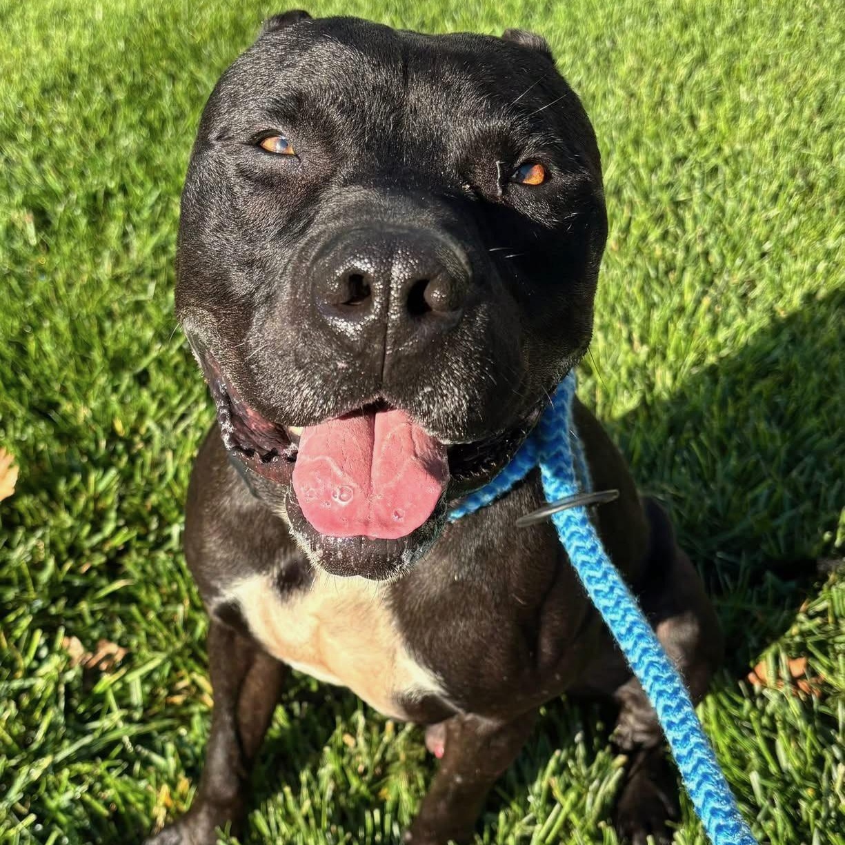 Mishu (ID 37128/ 2856), Adoptable, Adult Male Pit Bull Terrier.