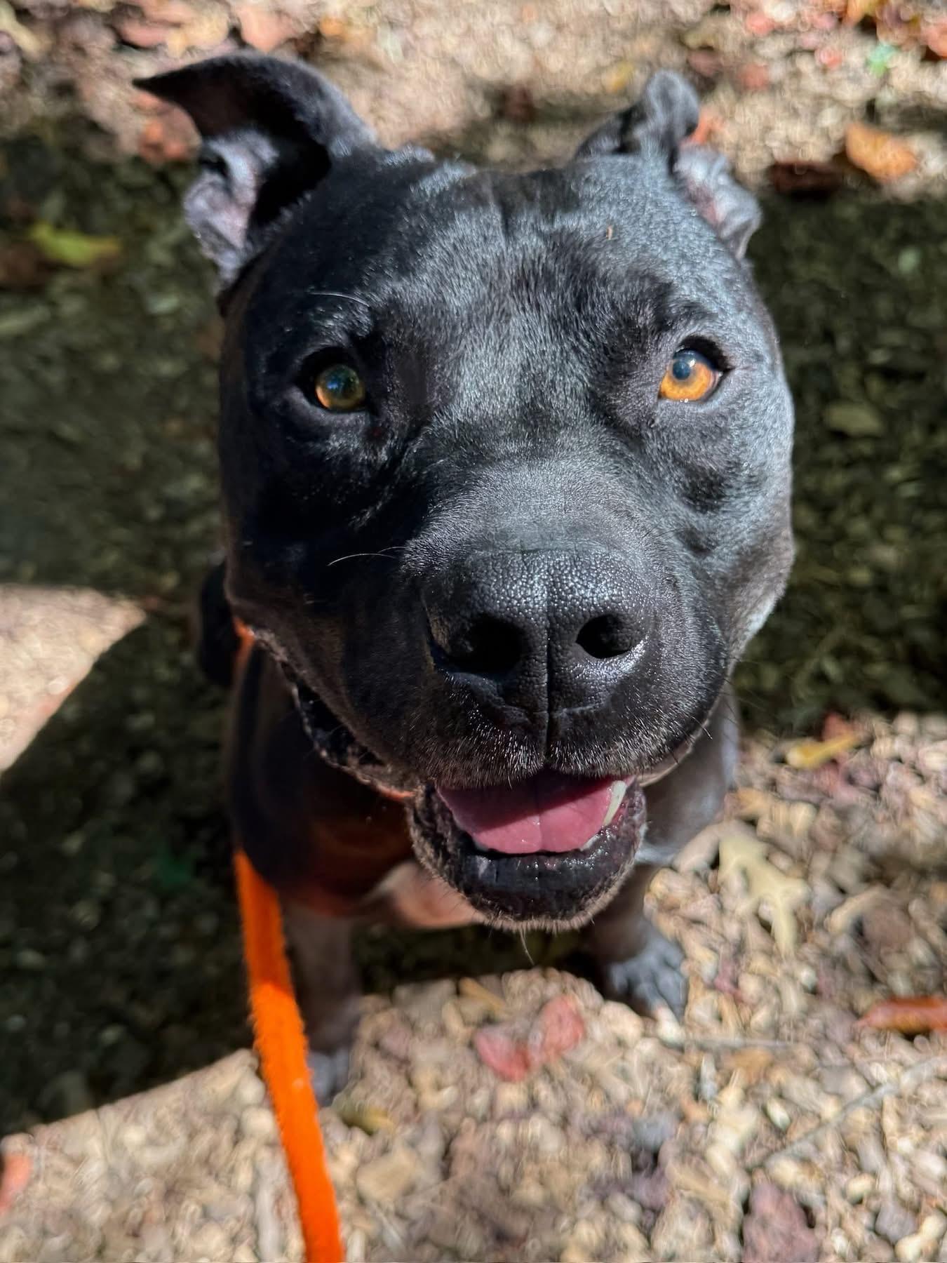 Mishu (ID 37128/ 2856)