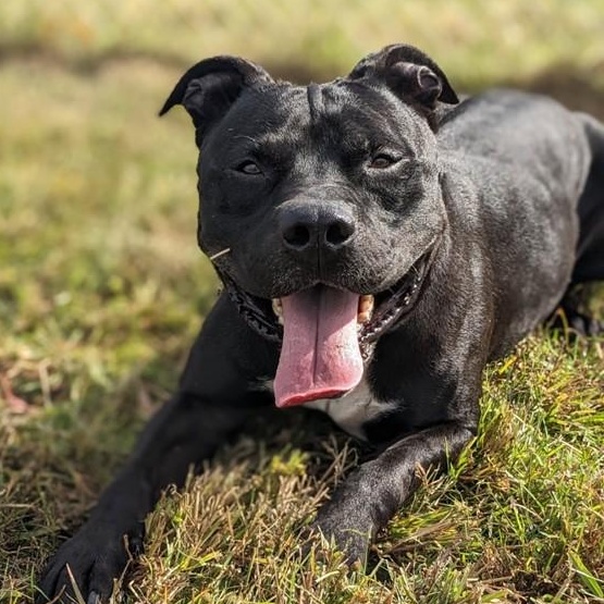 Mishu (ID 37128/ 2856), Adoptable, Adult Male Pit Bull Terrier.