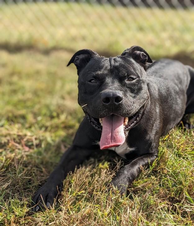 Mishu (ID 37128/ 2856)