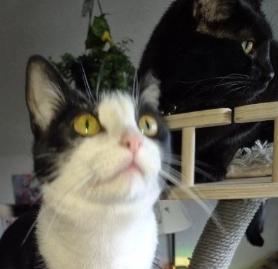 Binx & Pixel, ADOPTABLE, Adult Male Domestic Short Hair.