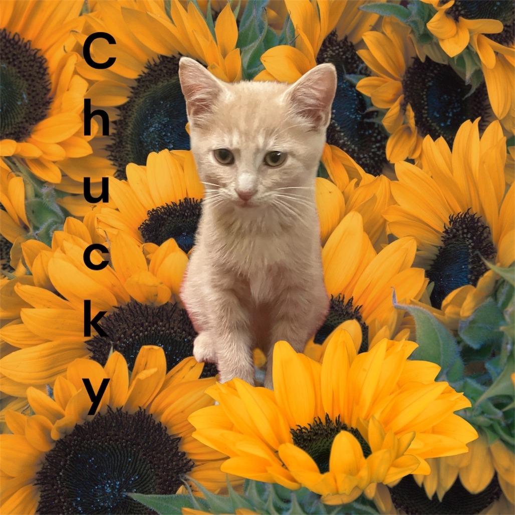 Enlarge Chucky, a Adoptable Domestic Short Hair in Evansville, IN image 1/2