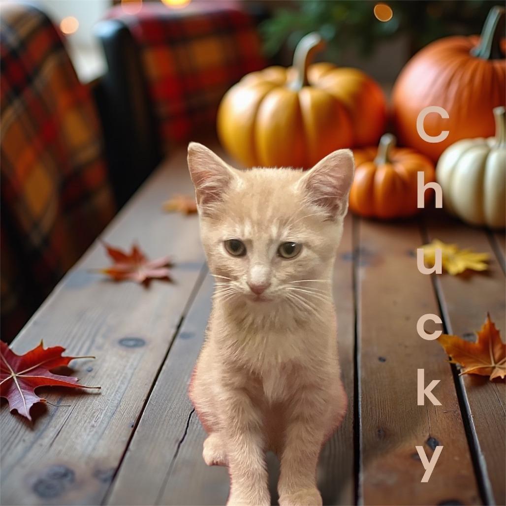 Enlarge Chucky, a Adoptable Domestic Short Hair in Evansville, IN image 2/2