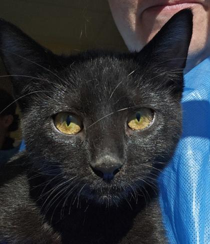 Little Bean, Adoptable, Kitten Female Domestic Short Hair & Domestic Short Hair.