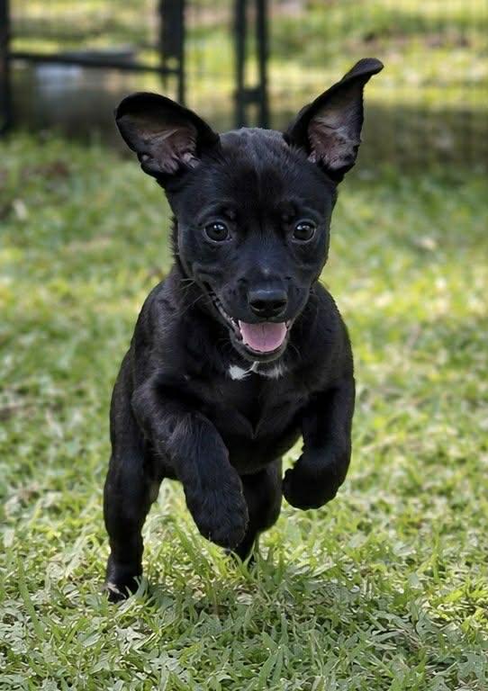 Chilli Pup -Coco, Adopted, Puppy Female Dachshund & Labrador Retriever.