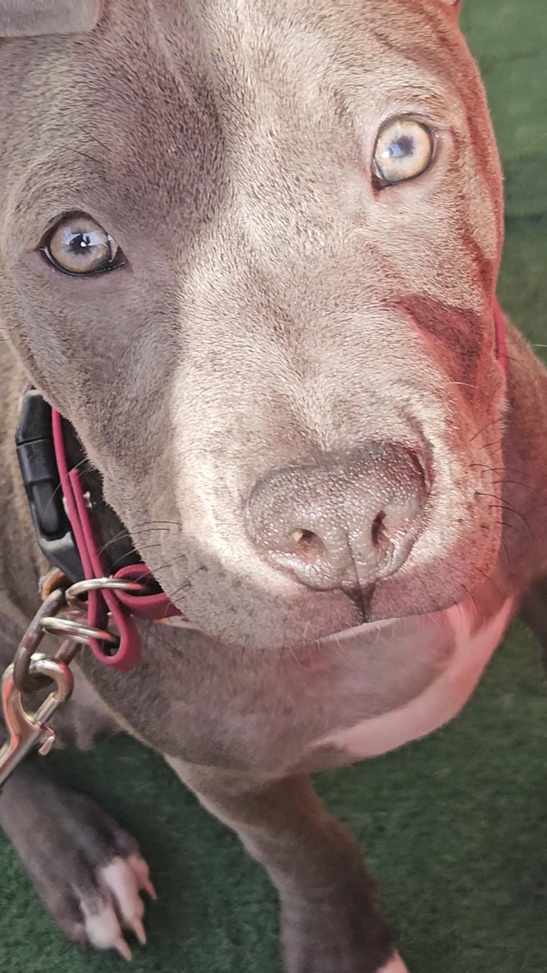 Enlarge Rocco Blue, a ADOPTABLE Pit Bull Terrier in Hermosa Beach, CA image 1/4