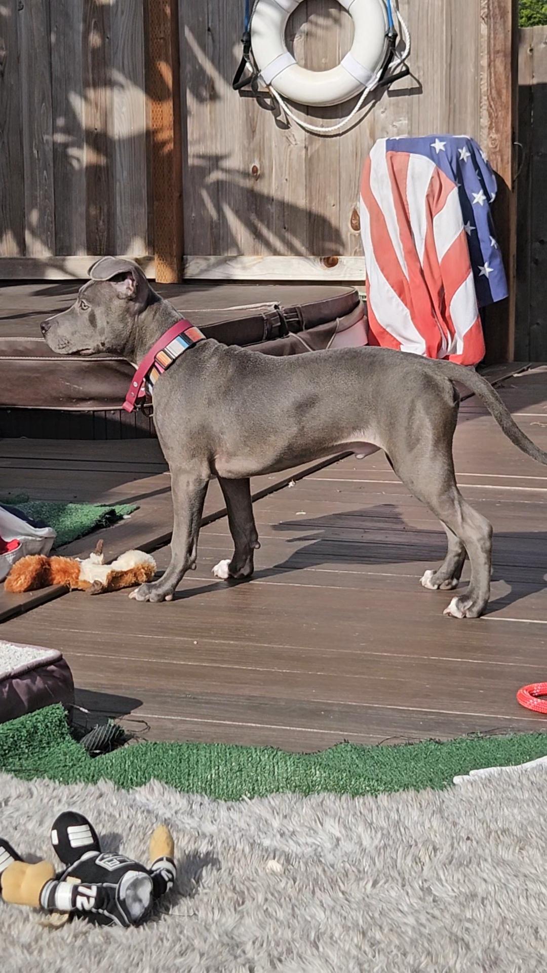 Enlarge Rocco Blue, a ADOPTABLE Pit Bull Terrier in Hermosa Beach, CA image 4/4