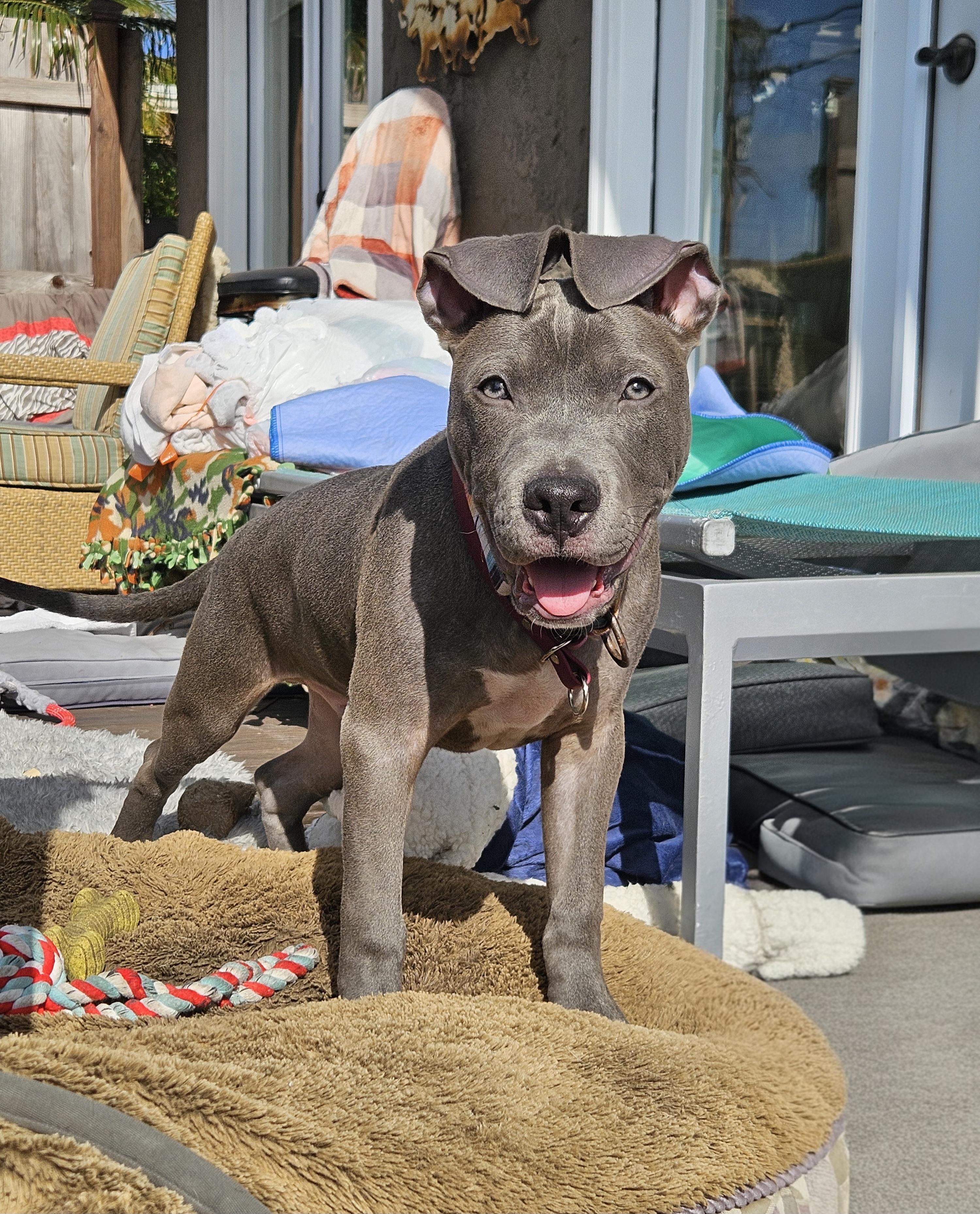 Enlarge Rocco Blue, a ADOPTABLE Pit Bull Terrier in Hermosa Beach, CA image 3/4