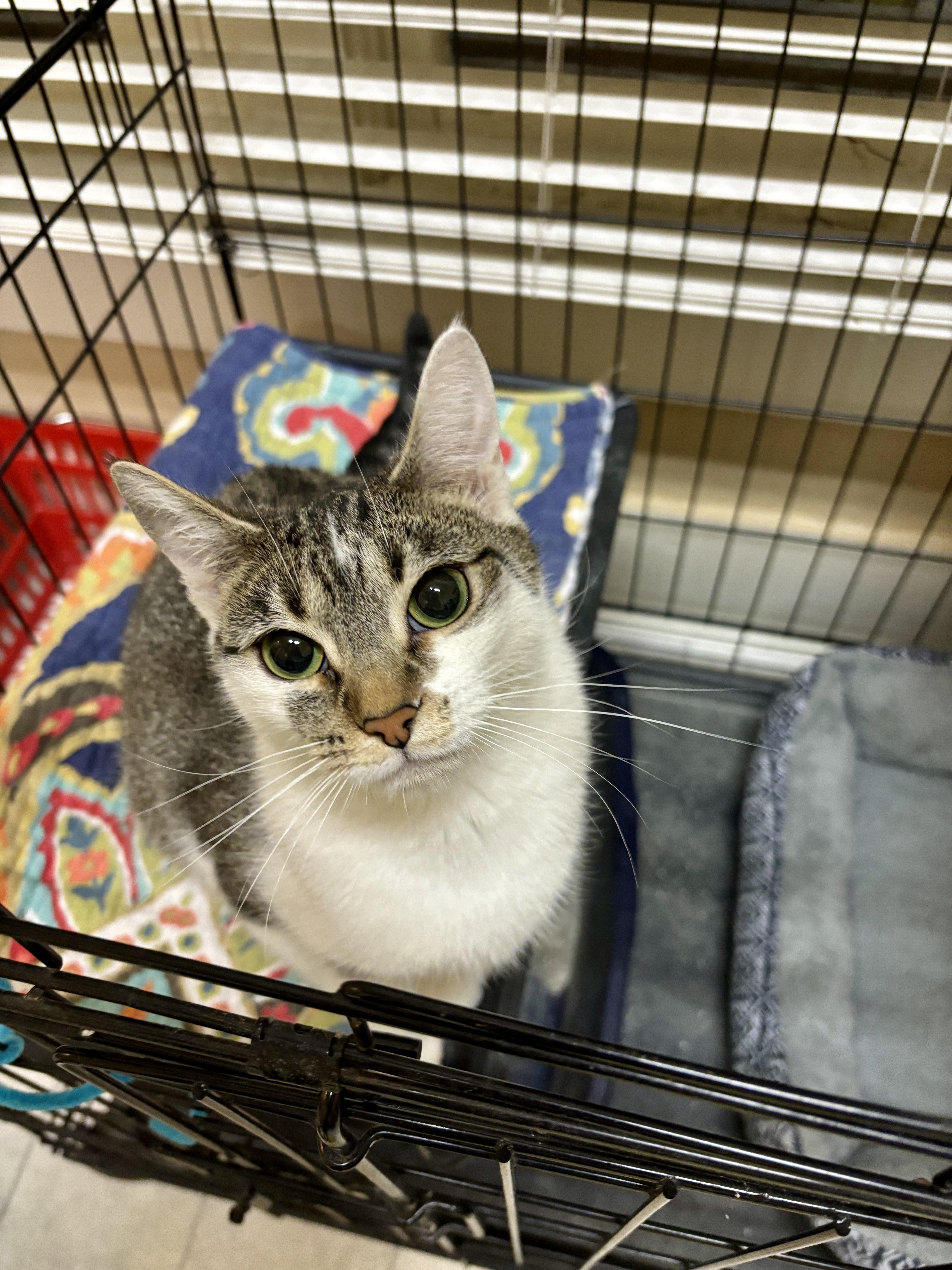 Oraya, Young Female Domestic Short Hair