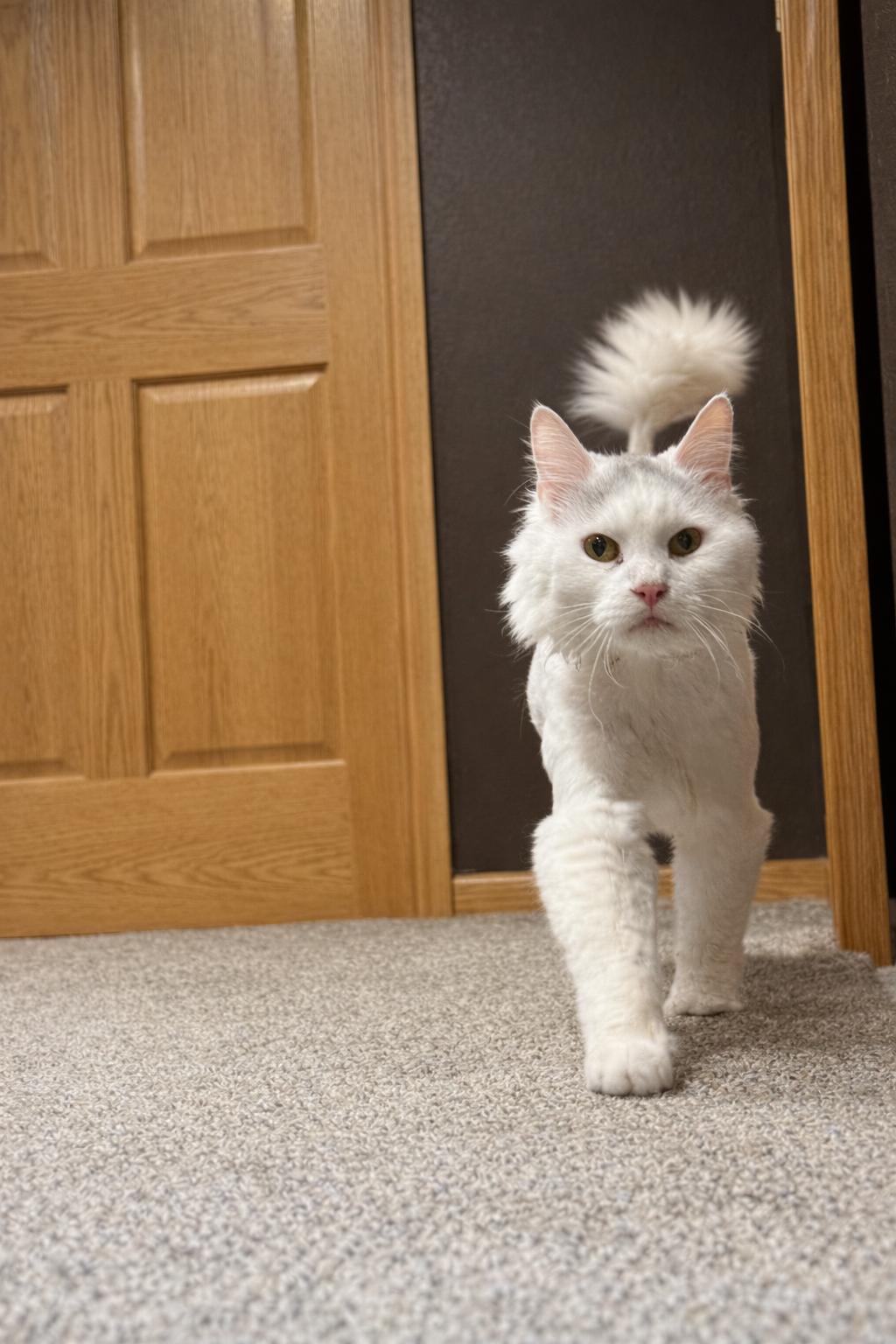 Sammy, ADOPTABLE, Senior Male Domestic Long Hair.