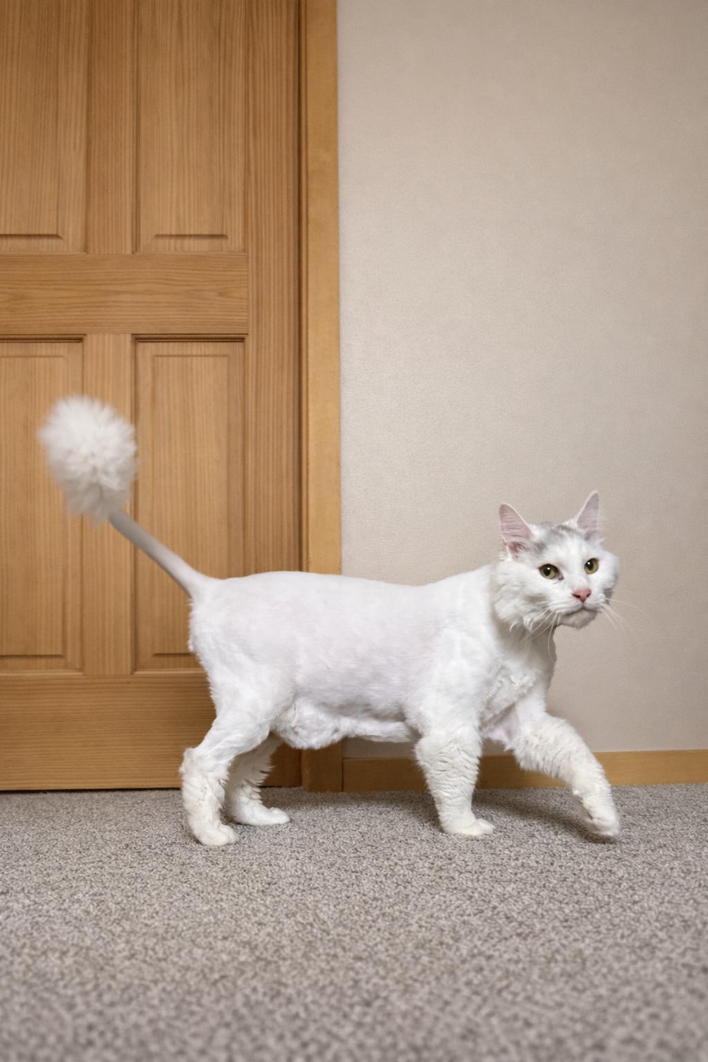 Enlarge Sammy, a ADOPTABLE Domestic Long Hair in Lone rock, WI image 3/4