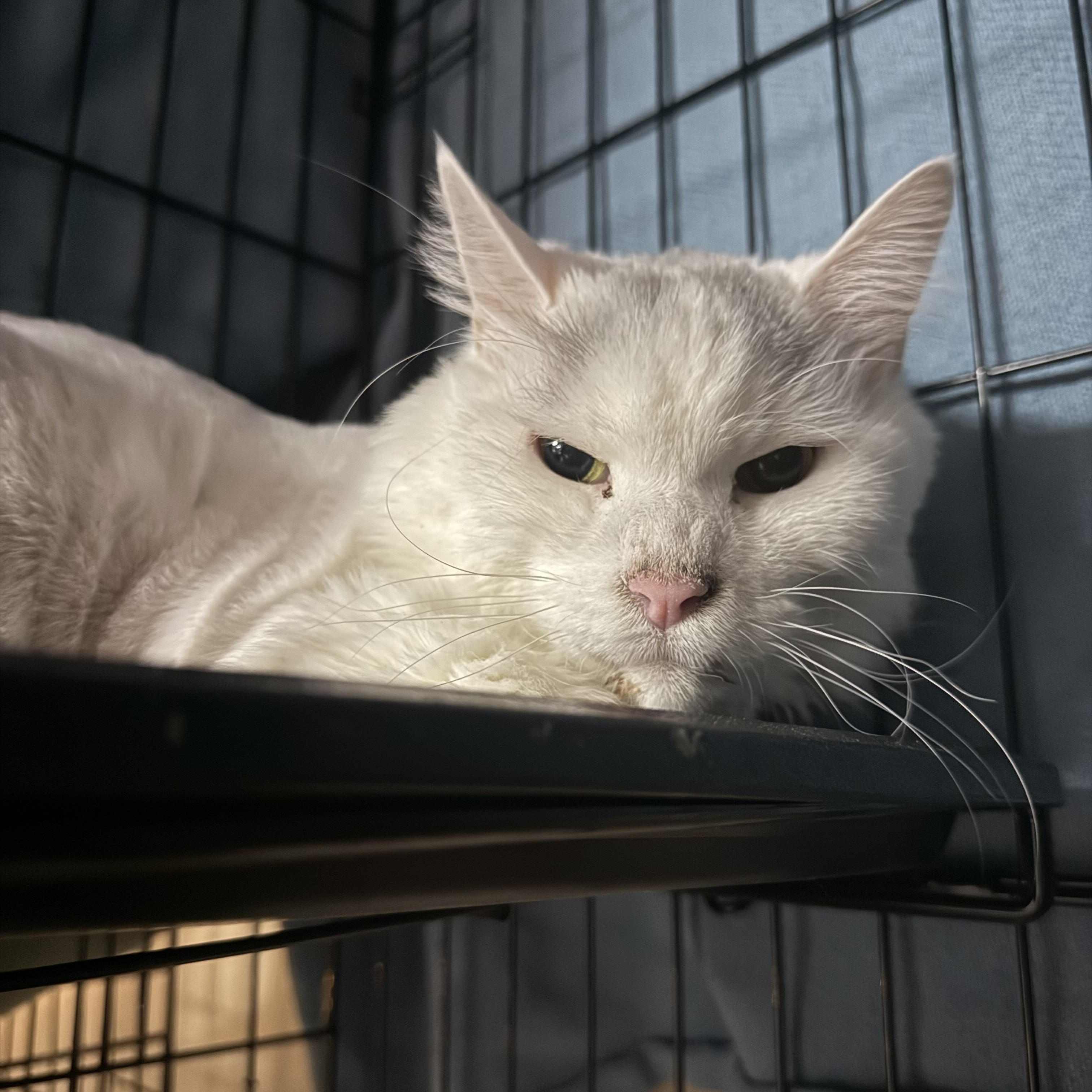 Enlarge Sammy, a ADOPTABLE Domestic Long Hair in Lone rock, WI image 4/4
